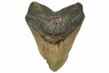 Fossil Megalodon Tooth - North Carolina #258757-1